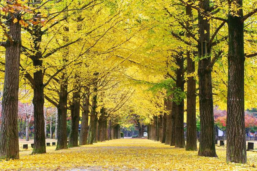 Seoul: Alpaca, Nami, Morning Calm or Eobi (+Rail Bike) - Should you book this full-day outing?