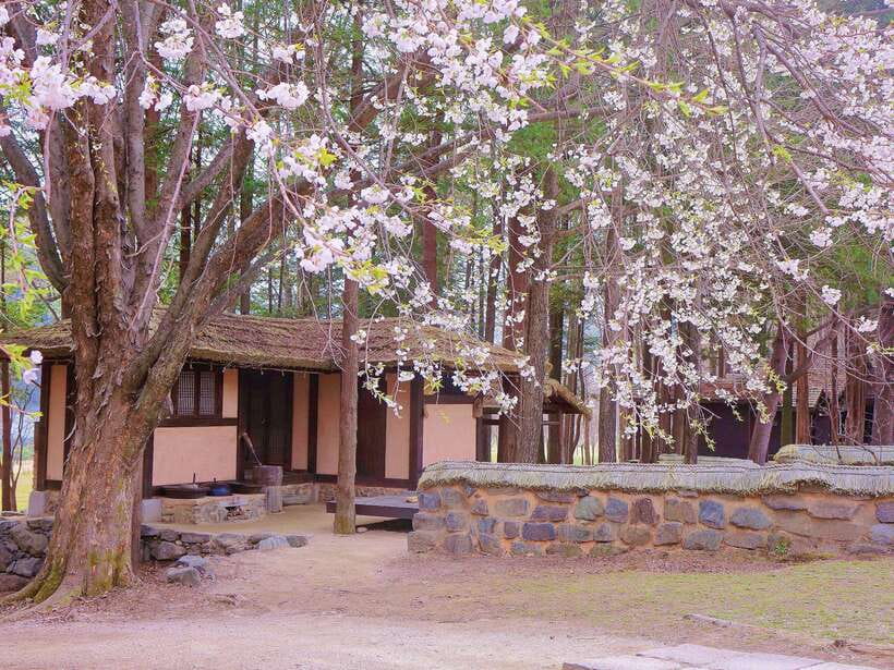 Seoul: Alpaca, Nami, Morning Calm or Eobi (+Rail Bike) - Why this Gangwon day trip works