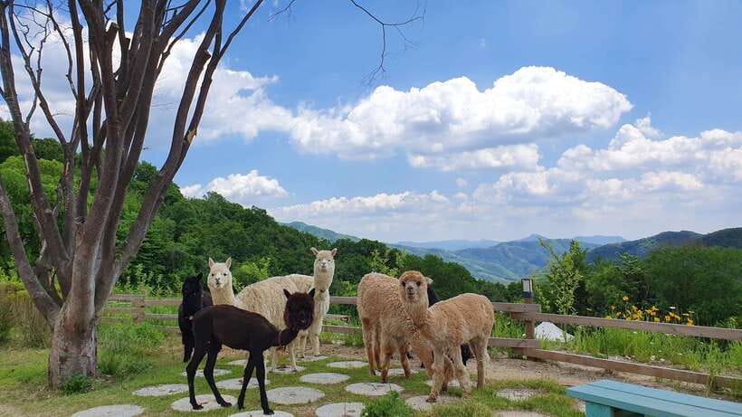 Seoul: Alpaca, Nami, Morning Calm or Eobi (+Rail Bike) - The optional rail bike through Korean countryside