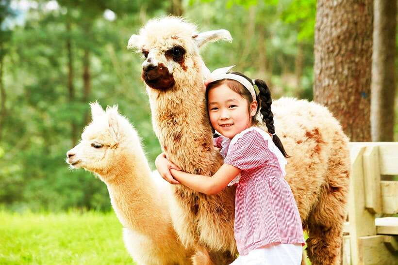 Seoul: Alpaca, Nami, Morning Calm or Eobi (+Rail Bike) - Alpaca World, a fluffy start in the forest