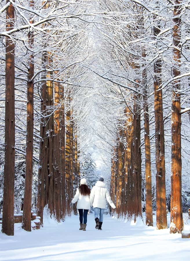 Seoul: Nami, Rail Bike, Morning Garden (+Healing Park) - Nami Island: the day’s main walking stop