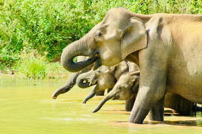 Sigiriya, Kandy to Ella TRain Ride plus Up Country TEA[B&B Basis] - The Temple of the Sacred Tooth Relic