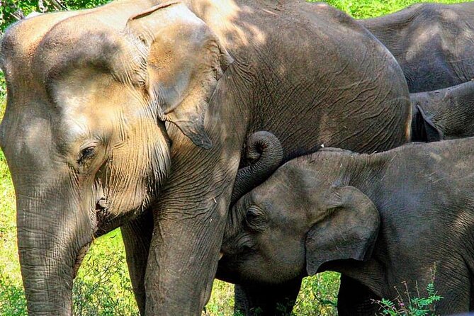 Sigiriya, Kandy to Ella TRain Ride plus Up Country TEA[B&B Basis] - Why the private vehicle matters