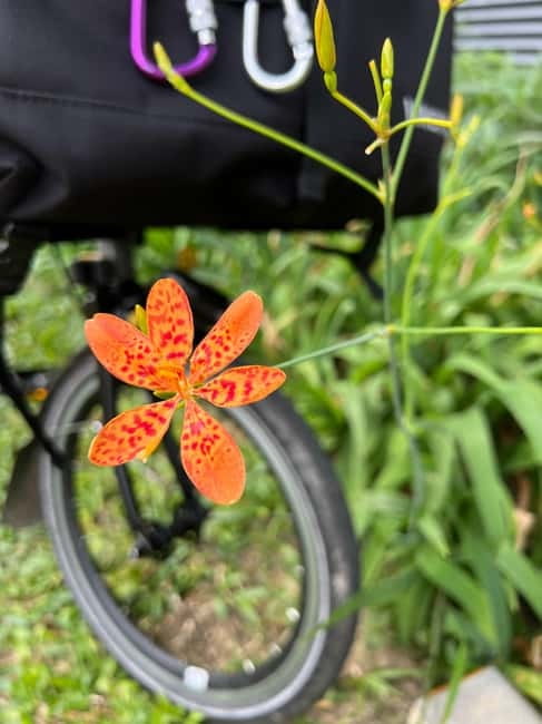 Singapore Brompton Bike Tour from Rail Corridor, with food! - Should you book the Singapore Brompton Bike Tour?