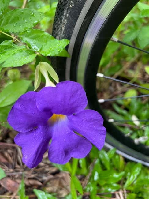 Singapore Brompton Bike Tour from Rail Corridor, with food! - FAQ