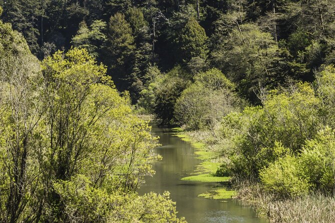 Skunk Train: Pudding Creek Express from Fort Bragg - Pudding Creek Estuary and the wildlife along the rails