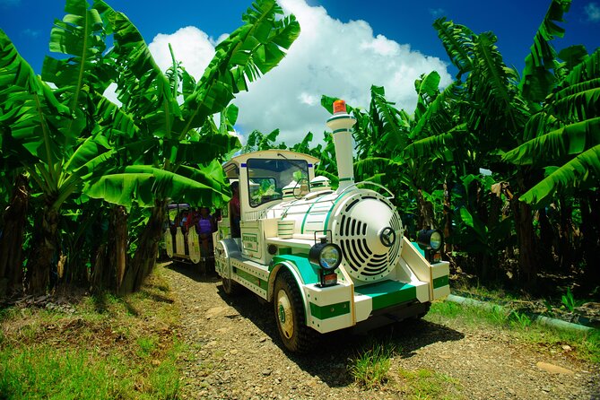 Small train tour of a banana farm in Martinique - Key points to know before you book