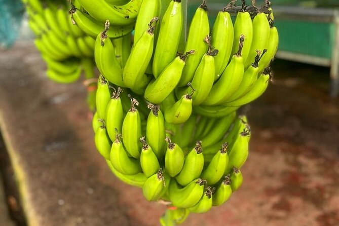 Small train tour of a banana farm in Martinique - Starting at Chemin Soudon in Le Lamentin