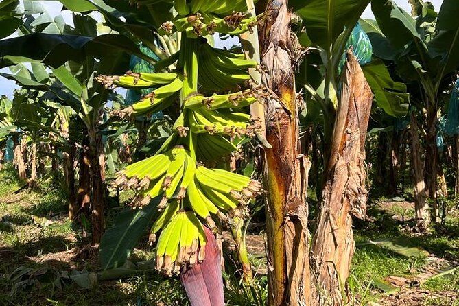 Small train tour of a banana farm in Martinique - Bruno’s music and the human side of the visit