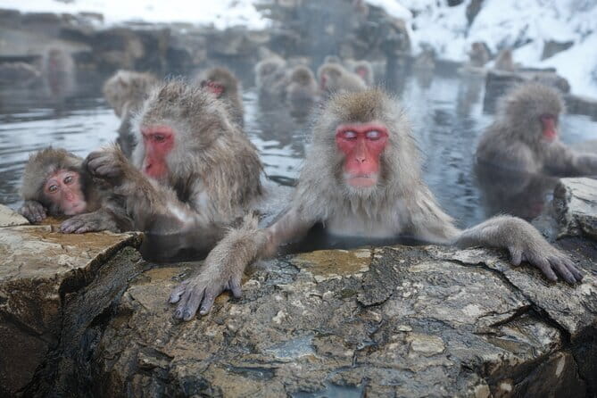Snow Monkey Park and Miso Production Tour Bullet Train from Tokyo - Why the snow monkeys make this day worth the long ride