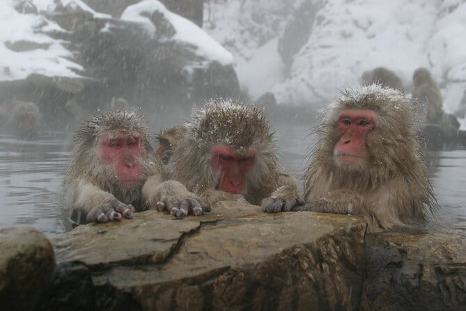 Snow Monkey Park and Miso Production Tour Bullet Train from Tokyo - Obuse brings chestnuts and Hokusai into the afternoon