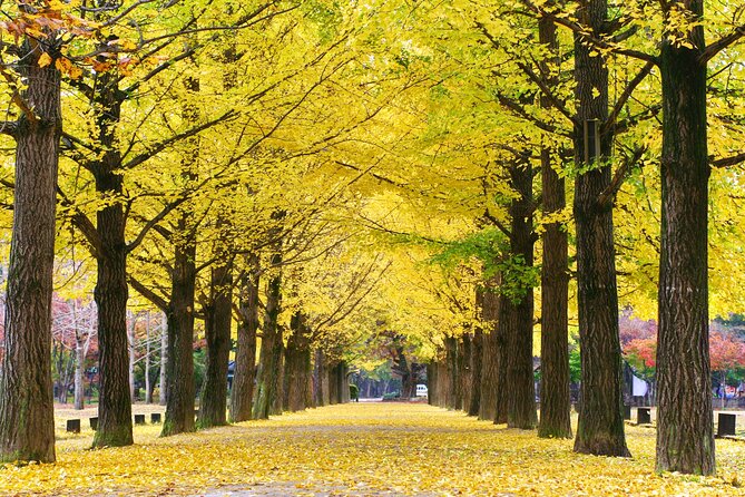Special Private Tour Nami Island, Rail Bike, Petite France - Gangchon Rail Bike: an active ride beside the river
