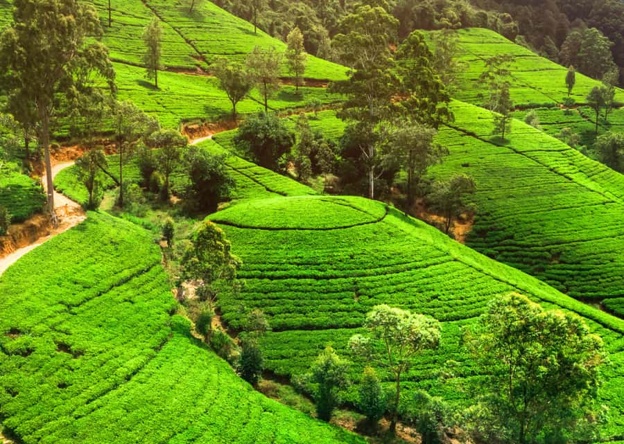 Sri Lanka Private 2-day Tour:Train Trip, Kandy, Nuwara Eliya - The road into Nuwara Eliya