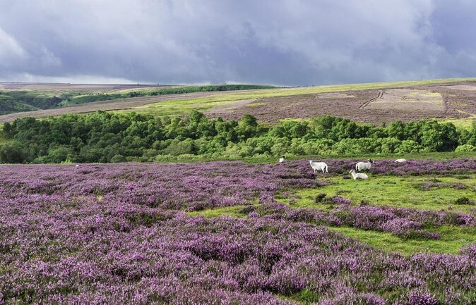 Steam Trains, Whitby, and the North York Moors Full-Day Tour from York - What the $137.25 price really covers