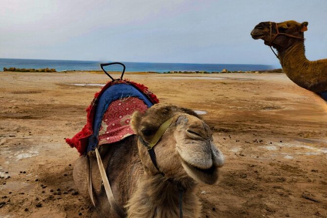 Tangier Private Day Trip from Casablanca by High Speed Train - A camel ride at Achakkar Beach