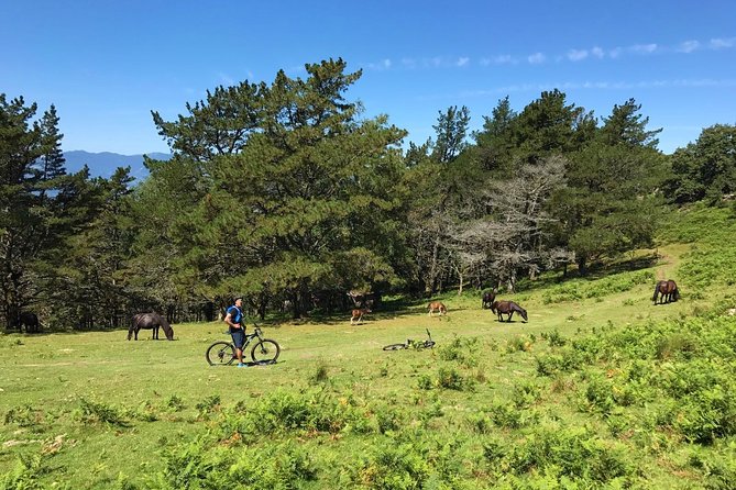 The Train Track Trail Mountain Bike Ride - Private experience - Is $276.67 per person good value?