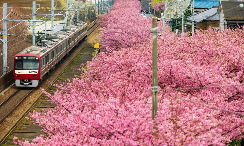 Tokyo:Izu Penisula Train Mt Omuro, Capybara Sightseeing Trip - Jogasaki Coast and Kadowaki Suspension Bridge