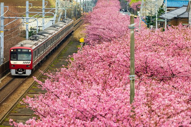 Tokyo-Izu: Volcano, Ocean& Capybara Cuddle with Izu Scenic Train - The big decision: Mt. Omuro or capybaras