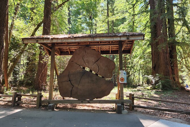 Train Ride Adventure through Mother Natures Giant Redwoods Park - Who will enjoy this tour most