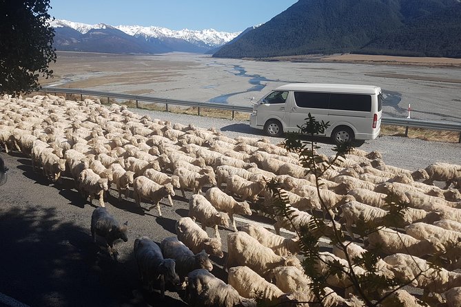 Tranz Alpine Train Tour - What $465.43 buys you