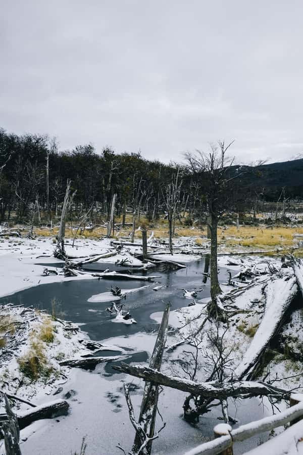 USHUAIA | Tierra del Fuego National Park & Optional Train - Key points at a glance