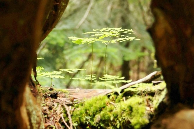 Whistler Train Wreck, Suspension Bridge & Hidden Waterfall Adventure - Booking timing, cancellation, and practical planning