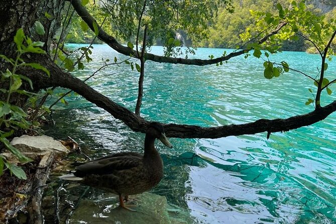 Zagreb: Plitvice Lakes With Secured Tickets, Boat And Train Ride - Who will enjoy this day most