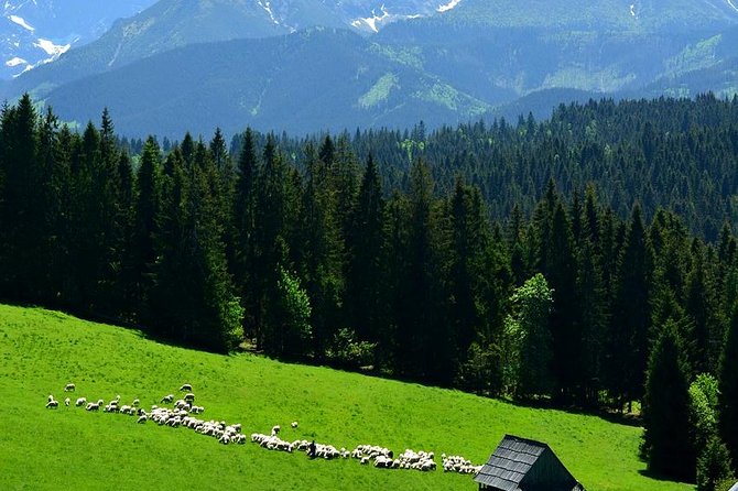 ZAKOPANE & THERMAL SPRINGS, Funicular, Cheese Tasting - Why this Krakow day trip works